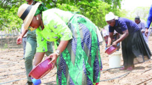 Agric4SHE patron First Lady Dr Auxillia Mnangagwa leads women in applying manure in preparation for the 2024/2025 farming season during the launch of Pfumvudza4SHE in Mashonaland Central yesterday