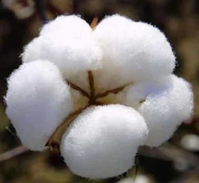 Cotton
