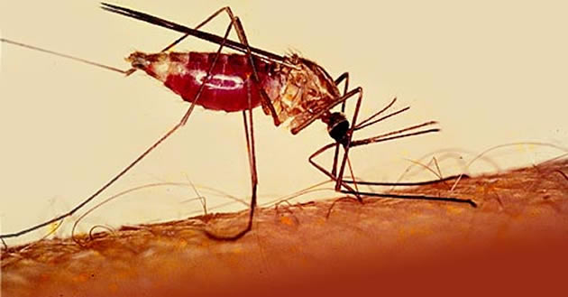 malaria_special
