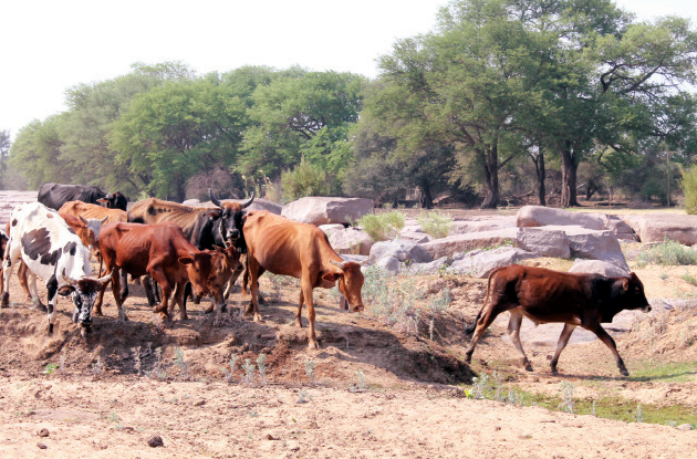 Cattle-in-Manama-on-their-way-from-Tuli-River