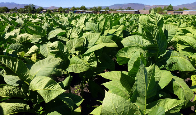 TOBACCO FIELD