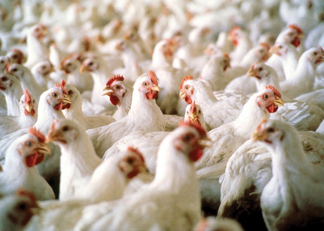121213_poultry.jpg