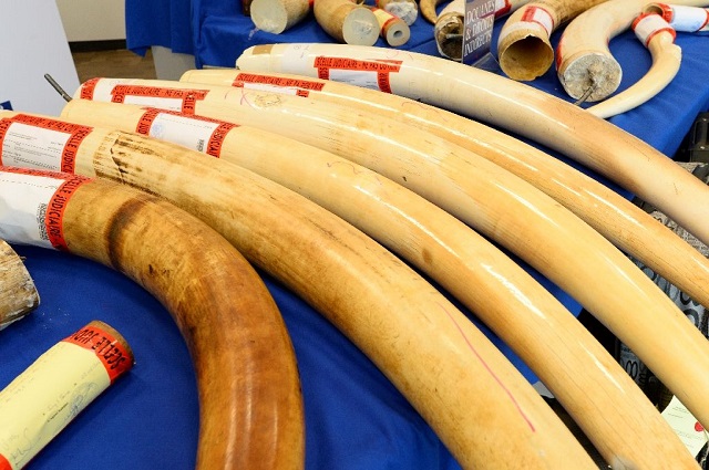 ivory1