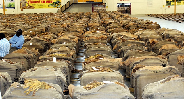 zimbabwe tobacco exports Tobacco exports clock $827mln