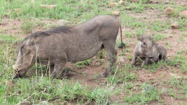 warthog-and-baby