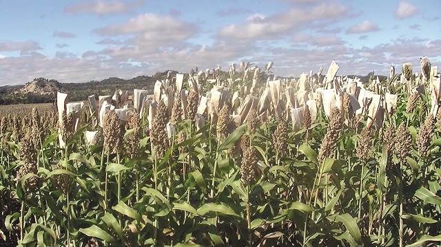 A pear millet crop at ICRISAT