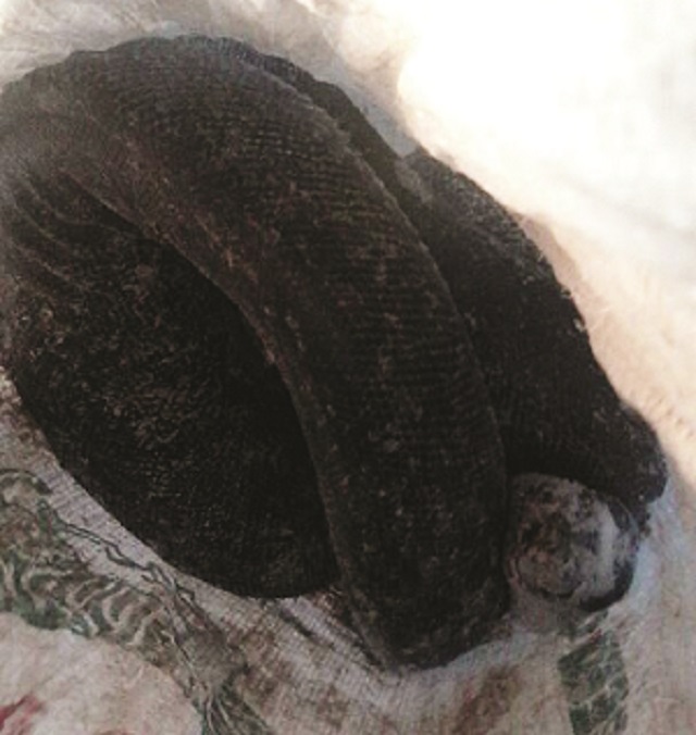 The huge python that dropped from a kombi