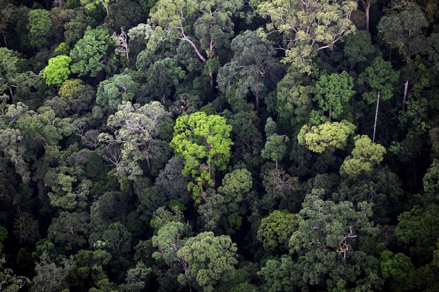 forest