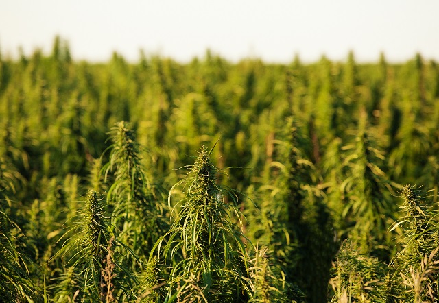 industrial hemp