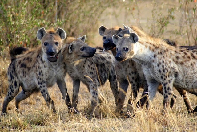 spotted_hyenas-1200x803