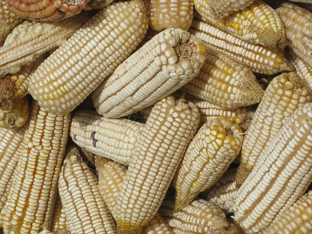 Maize harvest