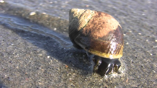 sea snails
