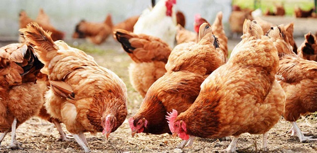 Poultry