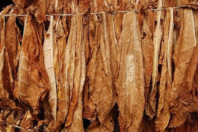 Flue-cured tobacco