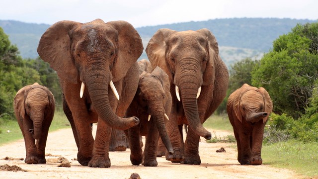 Zimbabwe's anticipated successful elephant conservation lies in the hands of Trump. African and Western conservation organisations have appealed to him to not take too long to get the scientific facts from the United States Fish and Wildlife Service to justify imports of hunted elephant trophies into the US.
