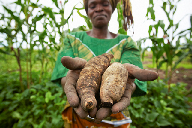 Small holder farmers